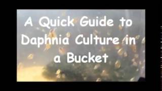 How to culture daphnia outside [upl. by Hayyim]