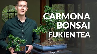 Carmona Bonsai care Fukien tea [upl. by Afrika]