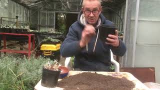 Sowing agapanthus seeds in autumn [upl. by Ynor]