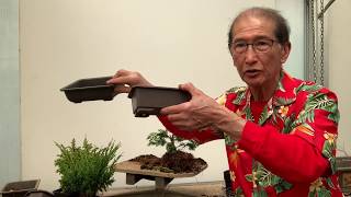 Creating Bonsai from Starter Conifers Hinoki Cypress Blawws Juniper amp Cryptomeria [upl. by Gnirol938]