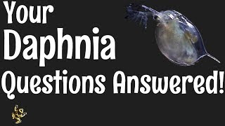 Daphnia Questions Answered [upl. by Naerb337]