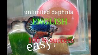 daphnia moina culture Easy way Unlimited production English  with sub Green water Chlorella [upl. by Artenahs556]