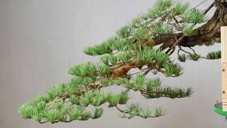 Cascade Style Bonsai Timelapse [upl. by Attenohs]