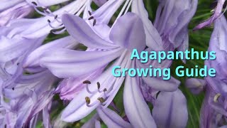 Agapanthus Growing Guide [upl. by Prissie]