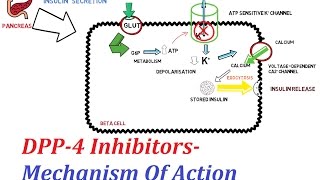 DPP4 Inhibitors  Mechanism Of Action [upl. by Stefa]