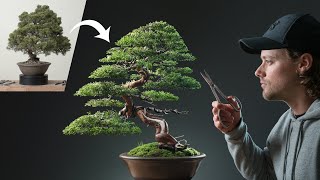 Restoring a Neglected Chinese Juniper Bonsai [upl. by Kipp]