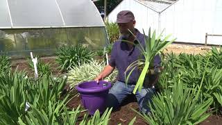 CHOOSING amp GROWING AGAPANTHUS [upl. by Picker]