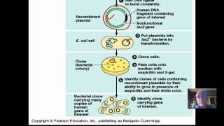 Plasmid transformation [upl. by Drahnreb]