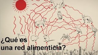 ¿Qué es una red alimenticia [upl. by Cohbert]