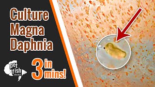 How to culture DAPHNIA MAGNA  The easy way [upl. by Haggi]