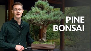 Pine Bonsai trees Pinus [upl. by Nierman856]