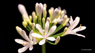 Agapanthus Flower Timelapse [upl. by Aitercal291]