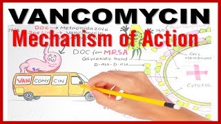 VANCOMYCIN Mechanism of Action [upl. by Attevad]