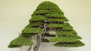 Juniper Bonsai care [upl. by Valli]