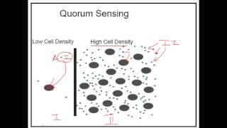 What is quorum sensing [upl. by Amadus]