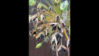 How to sow Agapanthus Seed 2 Minute Tips [upl. by Avi]