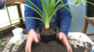 How to pot on agapanthus [upl. by Asserrac191]