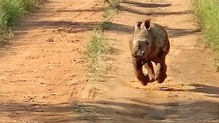 The Most Excited Baby Rhino Ever [upl. by Adnilrem]