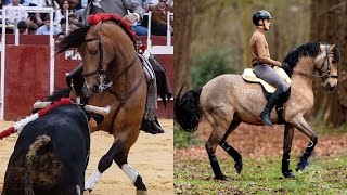 FROM BULLFIGHTING HORSE TO SHOW HORSE  GAIO [upl. by Eimarrej]