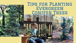 Tips for Planting Evergreen Conifer Trees Tutorial [upl. by Snider]