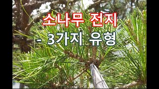 소나무 전지의 3가지 유형 [upl. by Ylreveb]