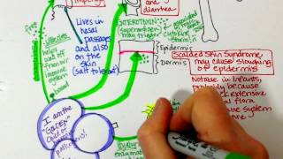 Staphylococcus aureus and MRSA characteristics [upl. by Gladdie]