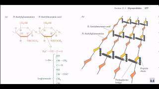 Peptidoglycan structure and biosynthesis [upl. by Lambrecht793]