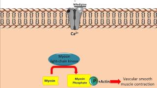 Mechanism of action for Calcium Channel Antagonists [upl. by Edge]