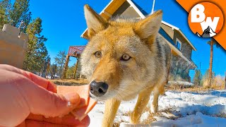 Coyote FINALLY Meets a Coyote [upl. by Adien998]