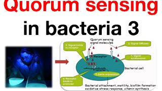 Quorum sensing in bacteria 3 [upl. by Jessamyn]