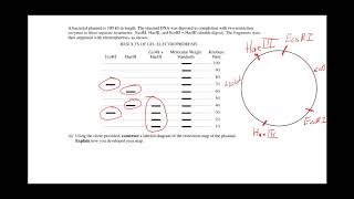 AP Biology Plasmids and Restriction Mapping [upl. by Notac965]