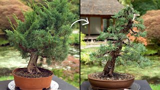 Learn how to create a Juniper Bonsai tree [upl. by Corso710]