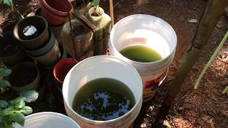 How to grow Green Water Algae [upl. by Orestes]