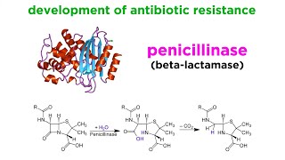 MethicillinResistant Staphylococcus aureus MRSA [upl. by Eignat]