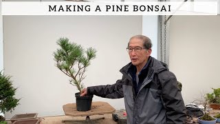 How To Make A Pine Bonsai [upl. by Legge]