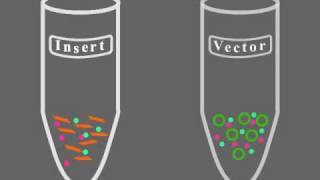 Key Steps of Molecular Cloning [upl. by Coad]