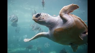 Facts The Loggerhead Sea Turtle [upl. by Nnylak48]