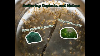 How To Culture Daphnia and Moinas using Green Water Spirulina powder [upl. by Peterman]