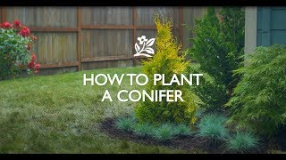 How to Plant a Conifer [upl. by Marji]