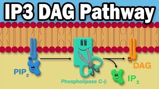 IP3 DAG Calcium Pathway [upl. by Rexferd]