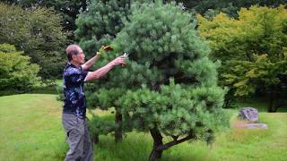 Pruning Niwaki Japanese Garden Trees [upl. by Sholom]