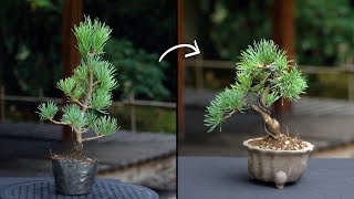 Creating a Pine Bonsai [upl. by Hpesojnhoj913]