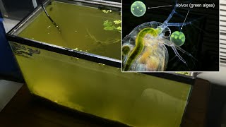 Raising Daphnia for the Freshwater Aquarium [upl. by Adidnere]