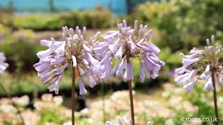 Agapanthus A growing guide [upl. by Okoy939]