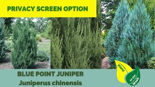 Blue Point Juniper  Juniperus chinensis  Evergreen Conifer [upl. by Menides463]