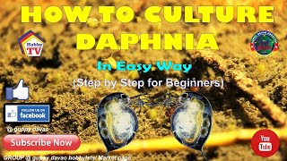 HOW TO CULTURE DAPHNIA In Easy Way [upl. by Varhol969]