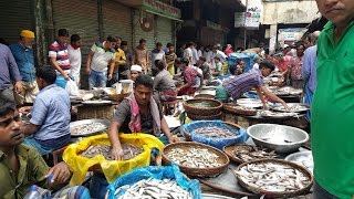 Wondrous Fish Market  Biggest Fish Market In Old Dhaka Bangladesh [upl. by Narcho]