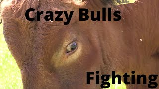 Crazy Bulls Fighting for Dominance RAW FOOTAGE [upl. by Sakmar]