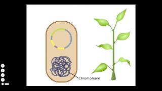 Agrobacterium A Plant Gene Transfer Vector [upl. by Jessen263]