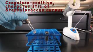 Coagulase Test for Staphylococcus [upl. by Mccord]